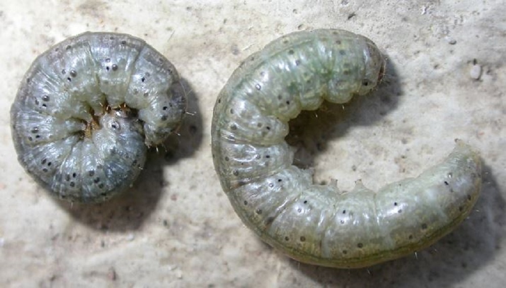 Two cutworms curled on a leaf